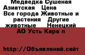 Медведка Сушеная Азиатская › Цена ­ 1 400 - Все города Животные и растения » Другие животные   . Ненецкий АО,Усть-Кара п.